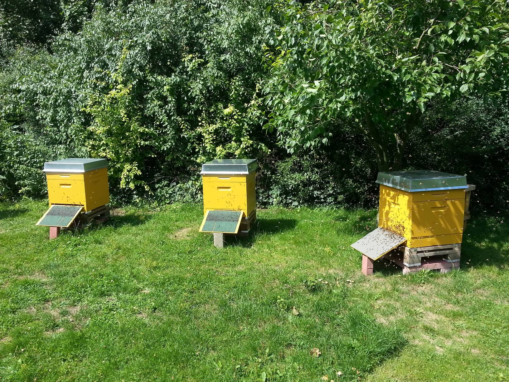 Bienenstöcke in Everswinkel